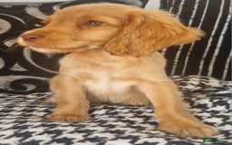 Cocker Spaniel dogs for sale: Cocker spaniels only 3 left  - Image 4