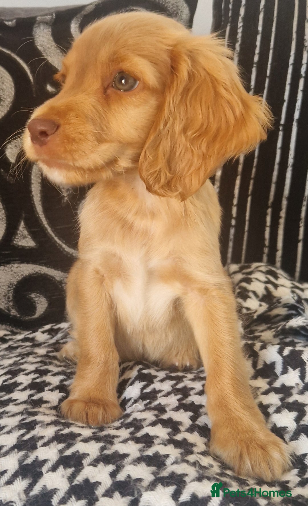 Cocker Spaniel dogs for sale: Cocker spaniels only 3 left  - Image 4