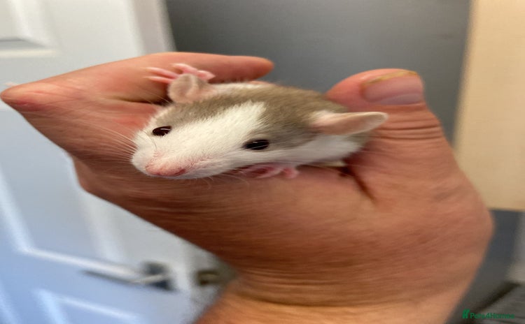 Rat rodents - Advert 1