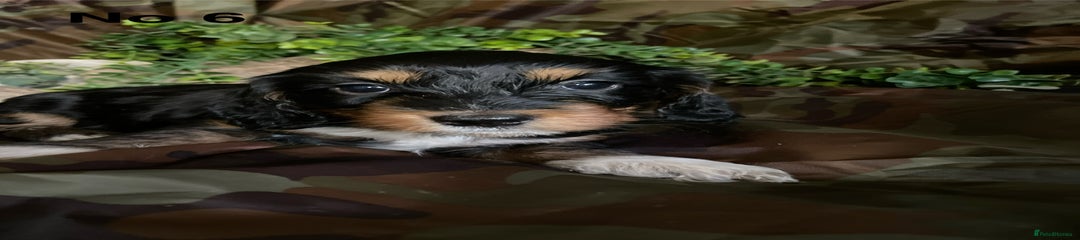 Mixed Breed Puppy 6