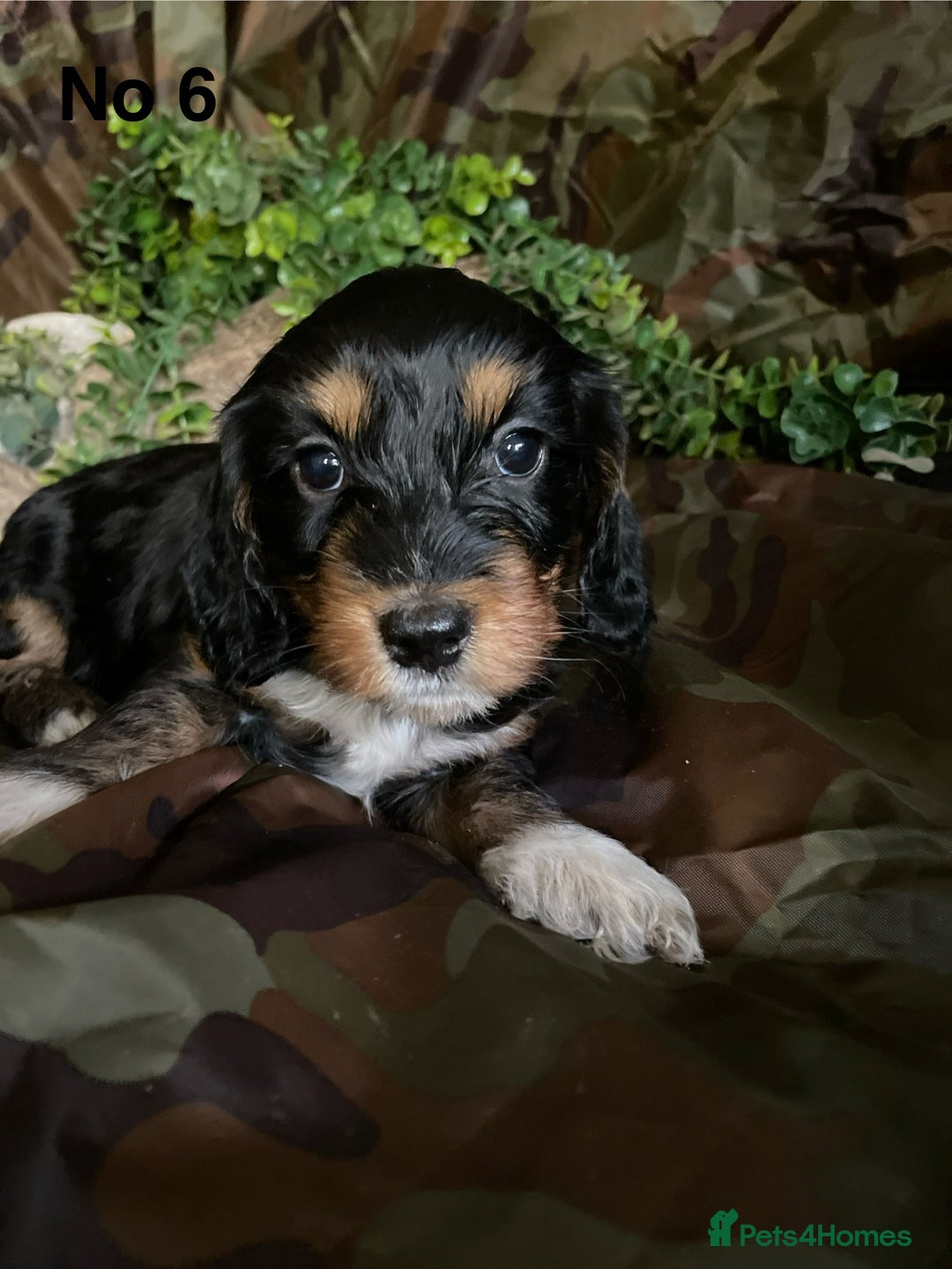 Mixed Breed dogs for sale: 8 beautiful cockapoo stunning colours  - Image 8
