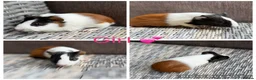 Guinea Pig rodents for sale: Male & Female piggies looking for new laps - Advert 24