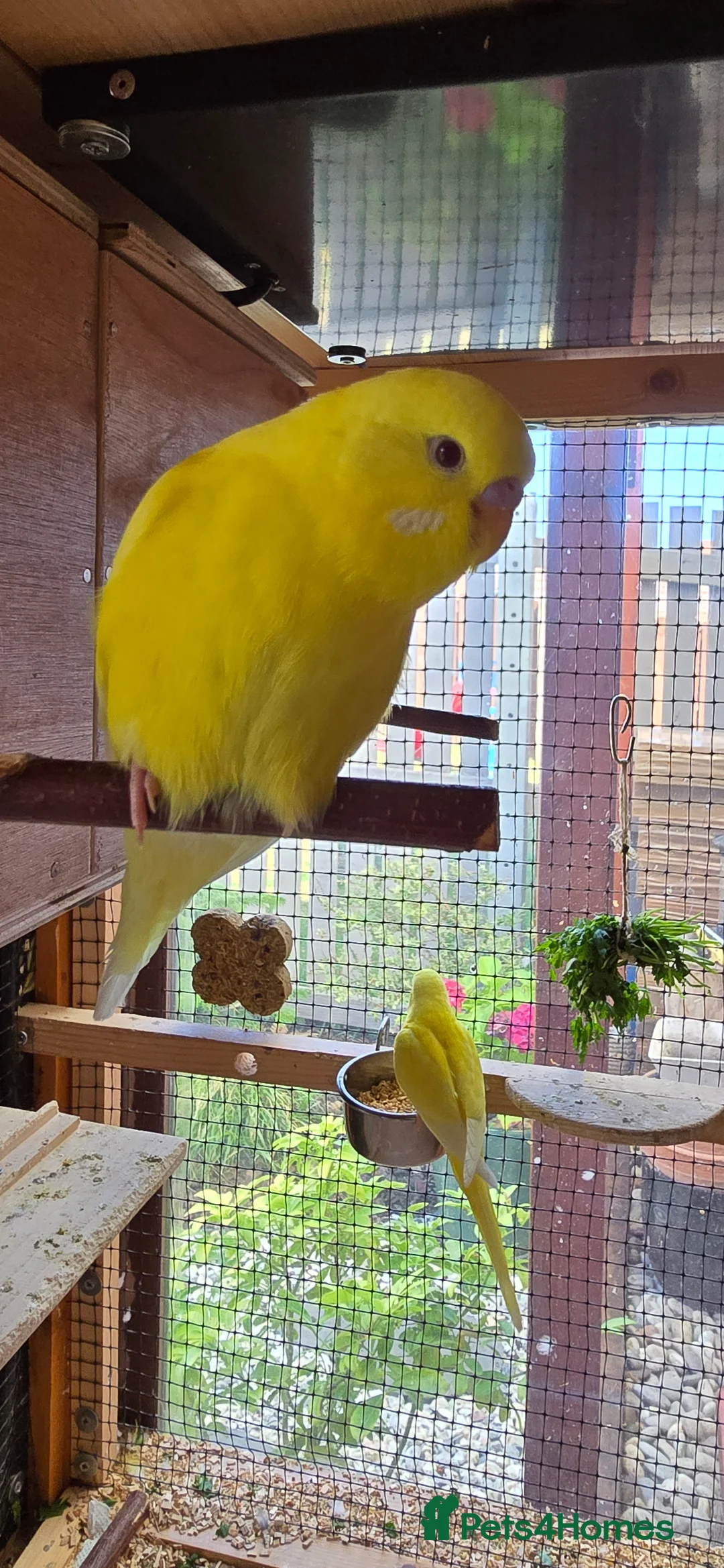 Budgerigars birds for sale: Male budgerigar. Lutino variety. - Advert 9