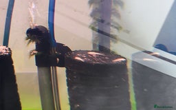 Plecos fish for sale: Albino Bristlenose Pleco - Image 2