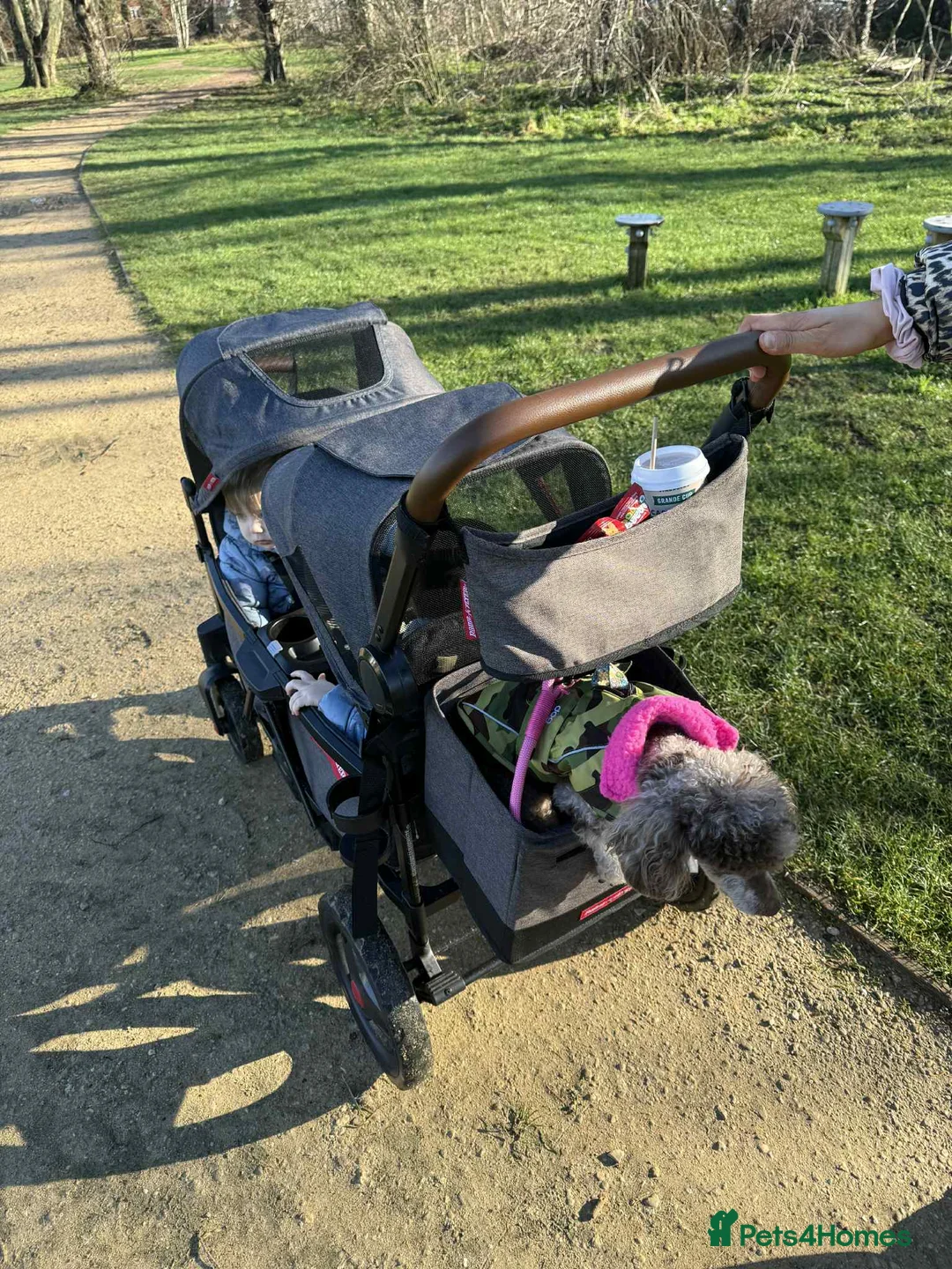 Toy Poodle dogs for sale: Chocolate phantom Merle toy poodle girl - Advert 2