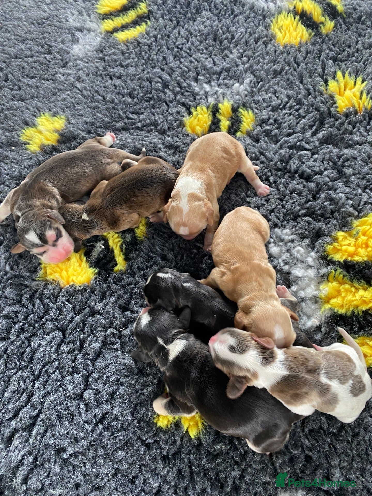 Cocker Spaniel dogs Puppies have arrived. Show KC reg health tested  - Advert 1