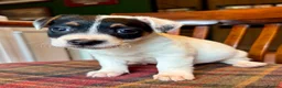 Jack Russell dogs for sale: Traditional Jack Russell Terriers  - Advert 14