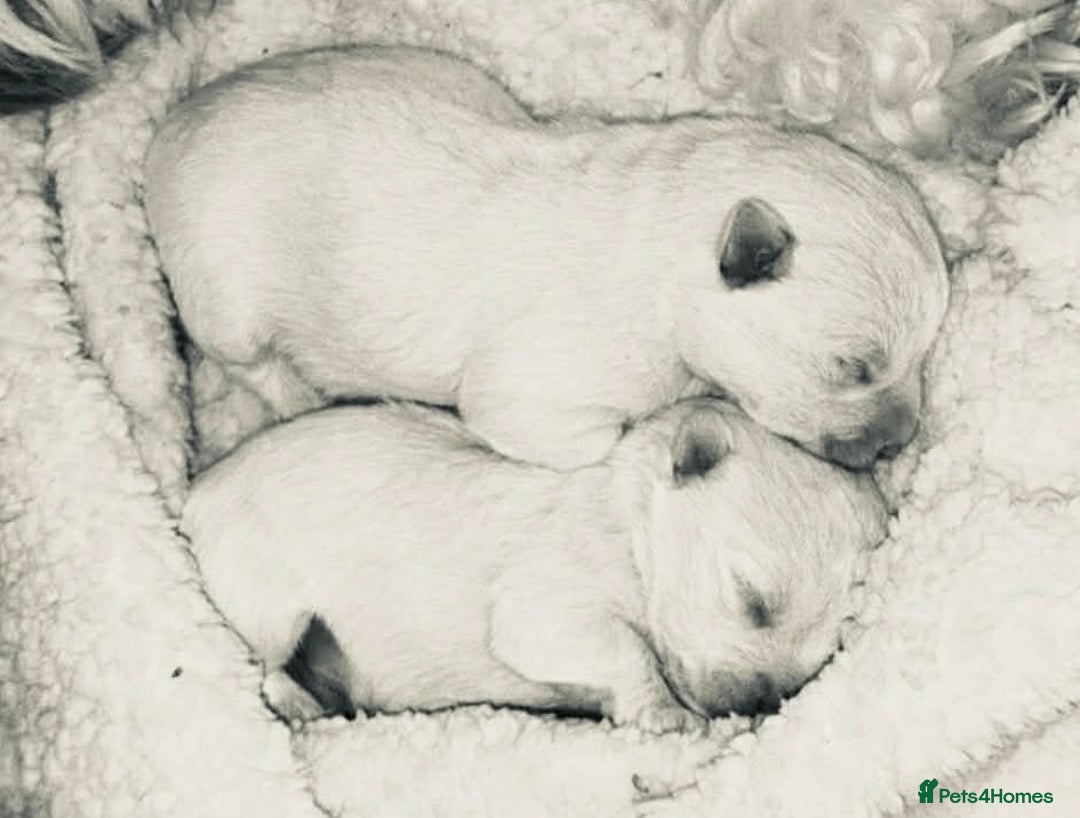 Mixed Breed dogs for sale: West highland terrier x Bichon Frise pups for sale - Advert 7