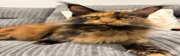Maine Coon cats for sale: Mainecoon kittens - due 21st January - Advert 3