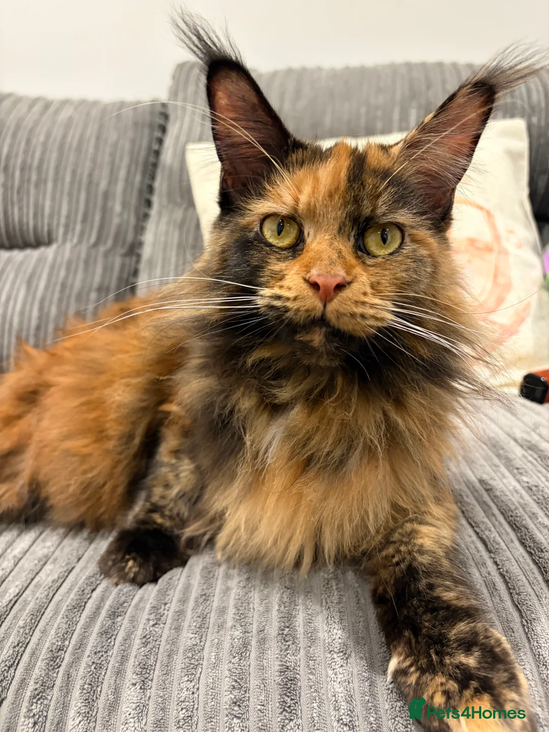 Maine Coon cats for sale: Mainecoon kittens - due 21st January - Advert 3