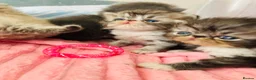 Persian cats for sale: Persian Kittens - Advert 1