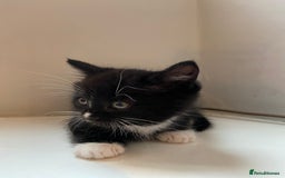 British Shorthair cats for sale: 2 beautiful kittens  - Image 2