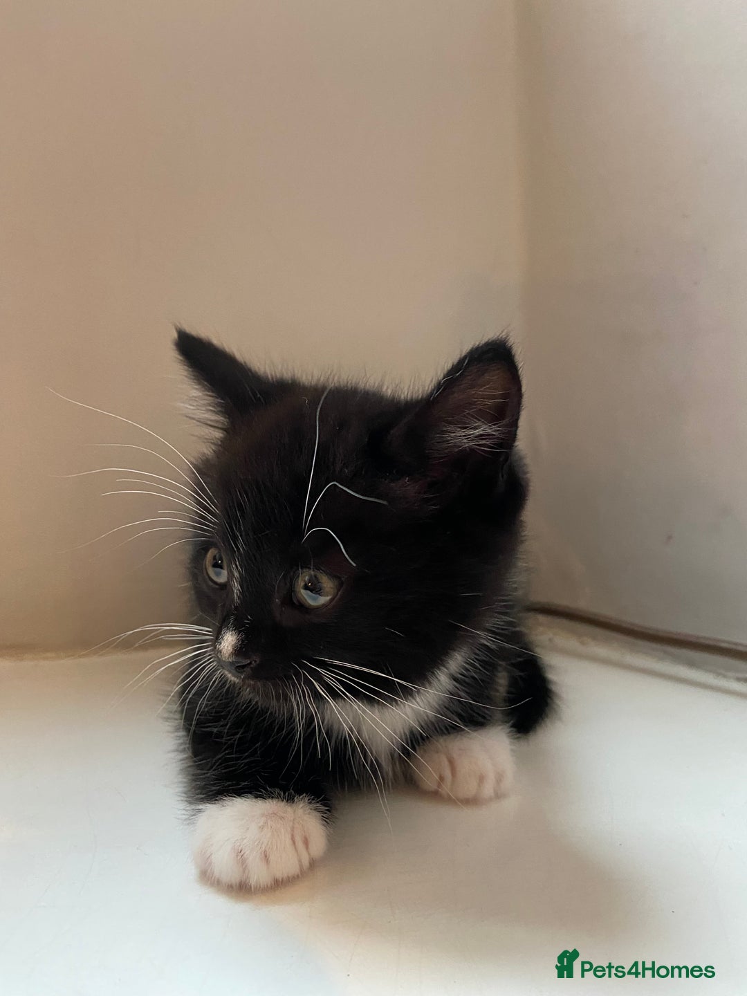 British Shorthair cats for sale: 2 beautiful kittens  - Image 2