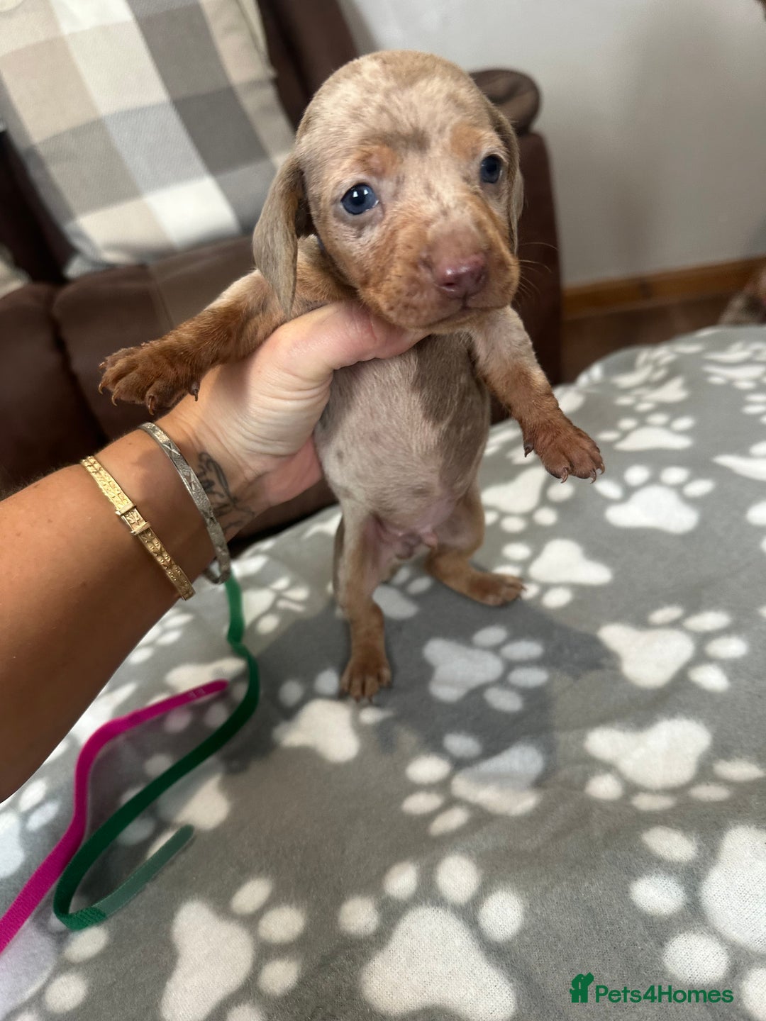 Dachshund dogs for sale: Beautiful dachshund pups  - Image 12