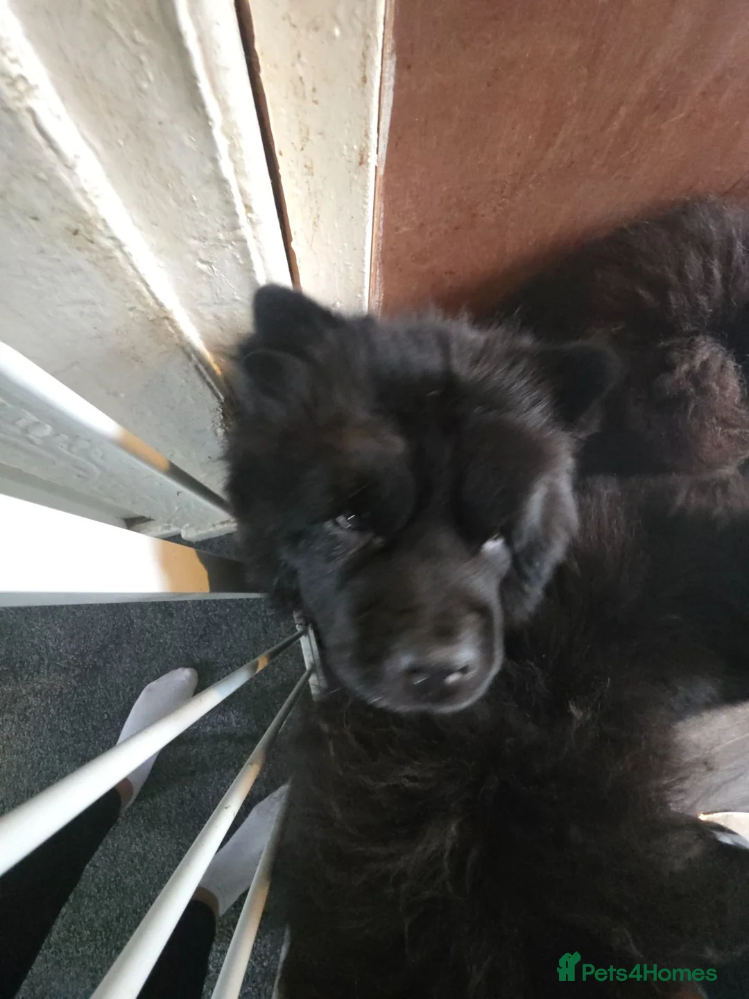 Chow Chow dogs for sale: Only 3 avalable 40 generation Chow chow puppys in Motherwell - Advert 2