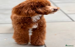 Mini Goldendoodle dogs for sale: 2-Year-Old Mini Goldendoodle  🐾 - Image 2