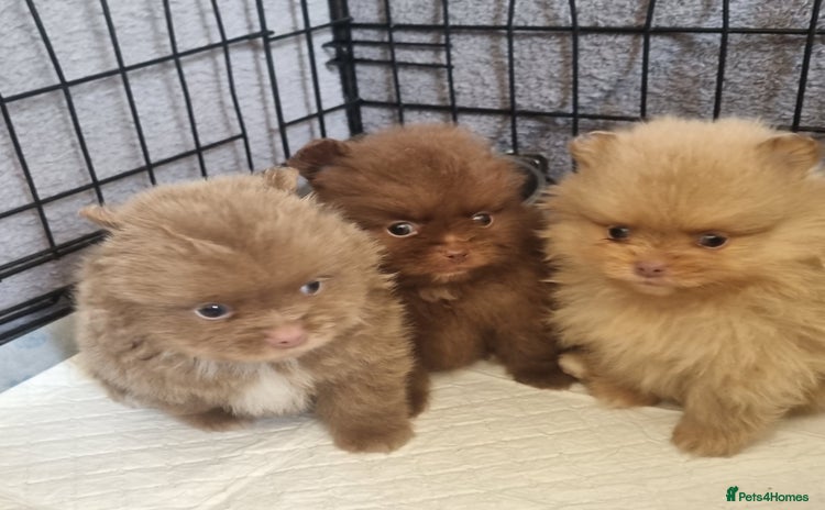 Pomeranian dogs - Advert 1