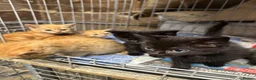 Mixed Breed cats for sale: Farm cats  - Advert 6