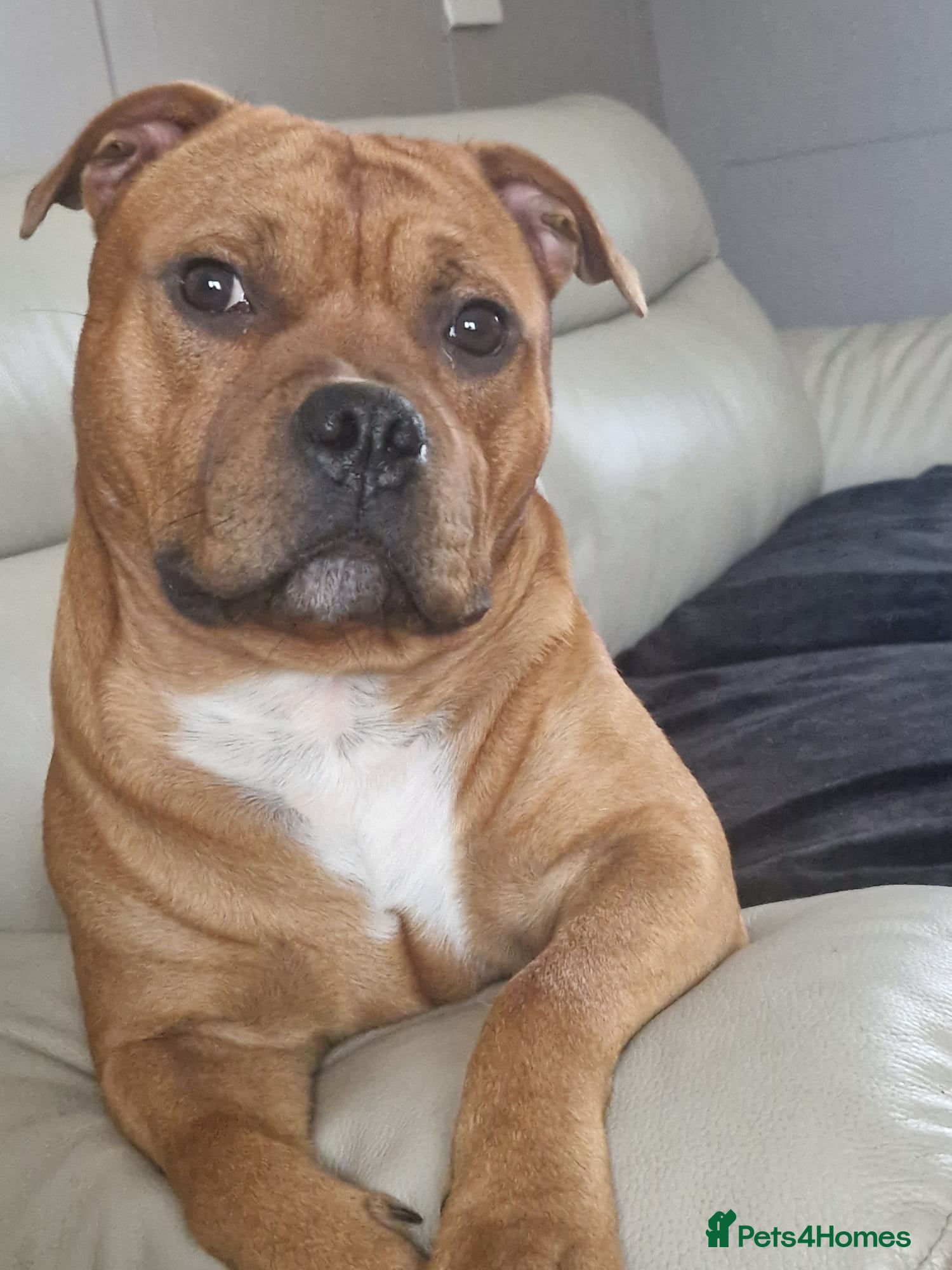 Staffordshire Bull Terrier dogs for sale: 18 mnth Staffordshire bull terrier in Carlisle - Advert 3