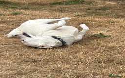 Mixed Breed dogs for adoption: Chance  - Advert 8