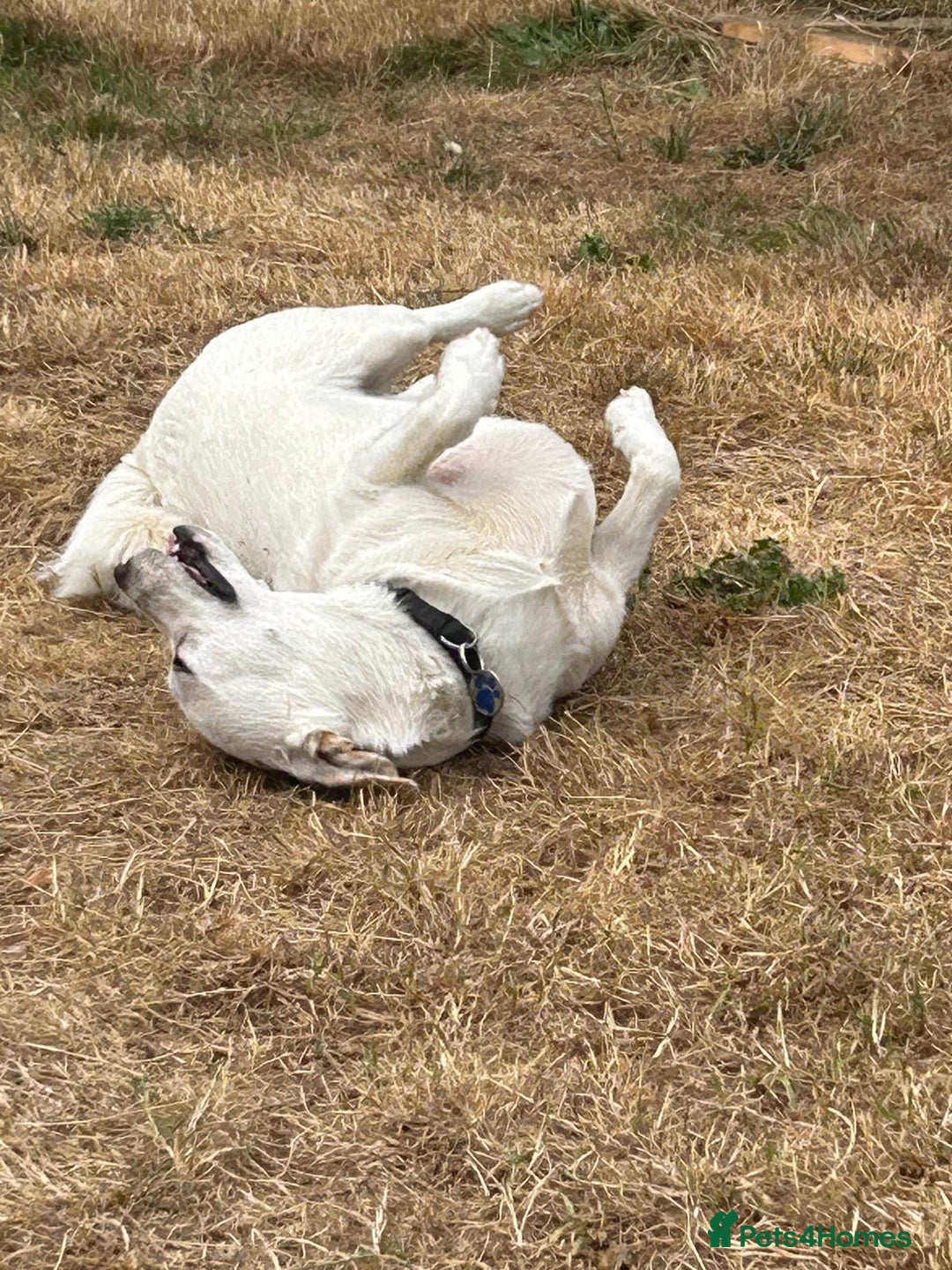 Mixed Breed dogs for adoption: Chance  - Advert 8