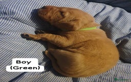 Labrador Retriever dogs for sale: Fox red labrador puppies - Advert 4
