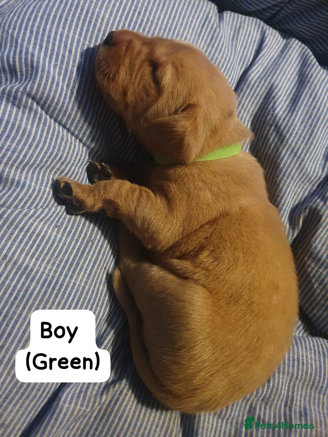 Labrador Retriever dogs for sale: Fox red labrador puppies - Advert 4