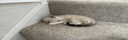 Mixed Breed cats for sale: Mixed ragdol tabbie - Advert 5