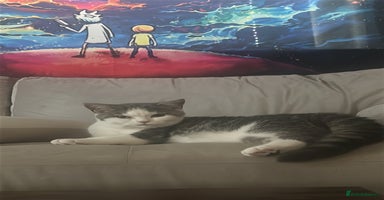 British Shorthair cats - Advert 1