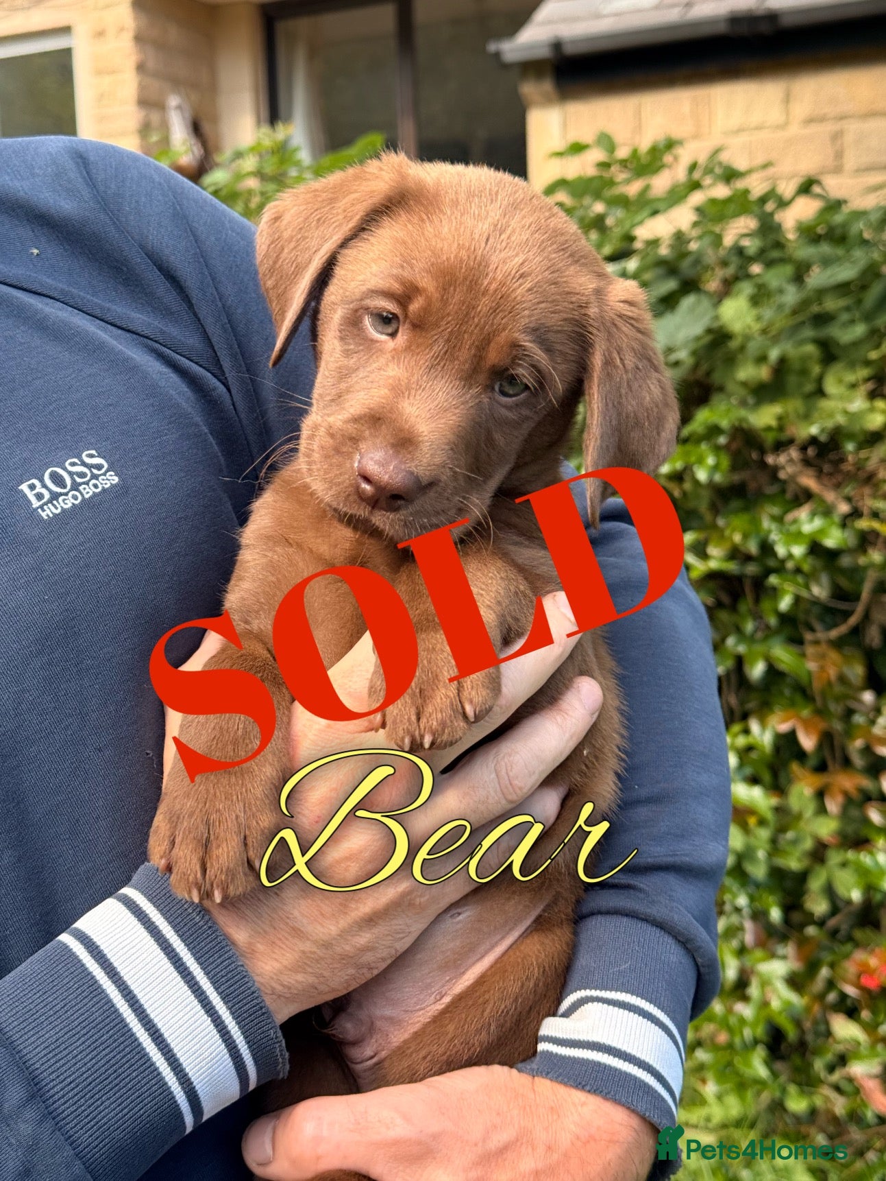 Labrador Retriever dogs Beautiful Working Labrador Puppies ready now! - Advert 2