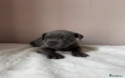Staffordshire Bull Terrier dogs for sale: BLUEDOGCITY PHARON AT BULLSCAFF X WEDNESDAY ADDAMS - Image 16