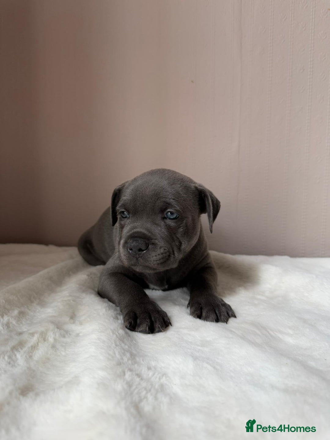 Staffordshire Bull Terrier dogs for sale: BLUEDOGCITY PHARON AT BULLSCAFF X WEDNESDAY ADDAMS - Image 16