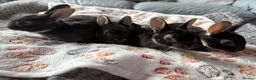 Rex rabbits for sale: Black Otter Mini Rex Bunnies  - Advert 4