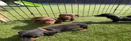Dachshund dogs for sale: Dachshund  - Advert 18