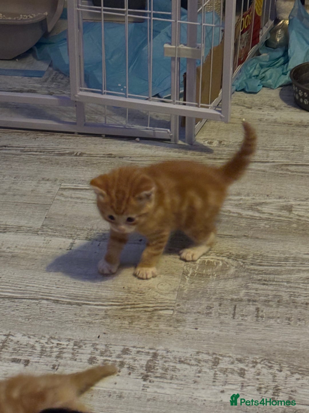 Ragdoll cats for sale: !!!Ready to reserve Ragdoll babies!!!  - Advert 4