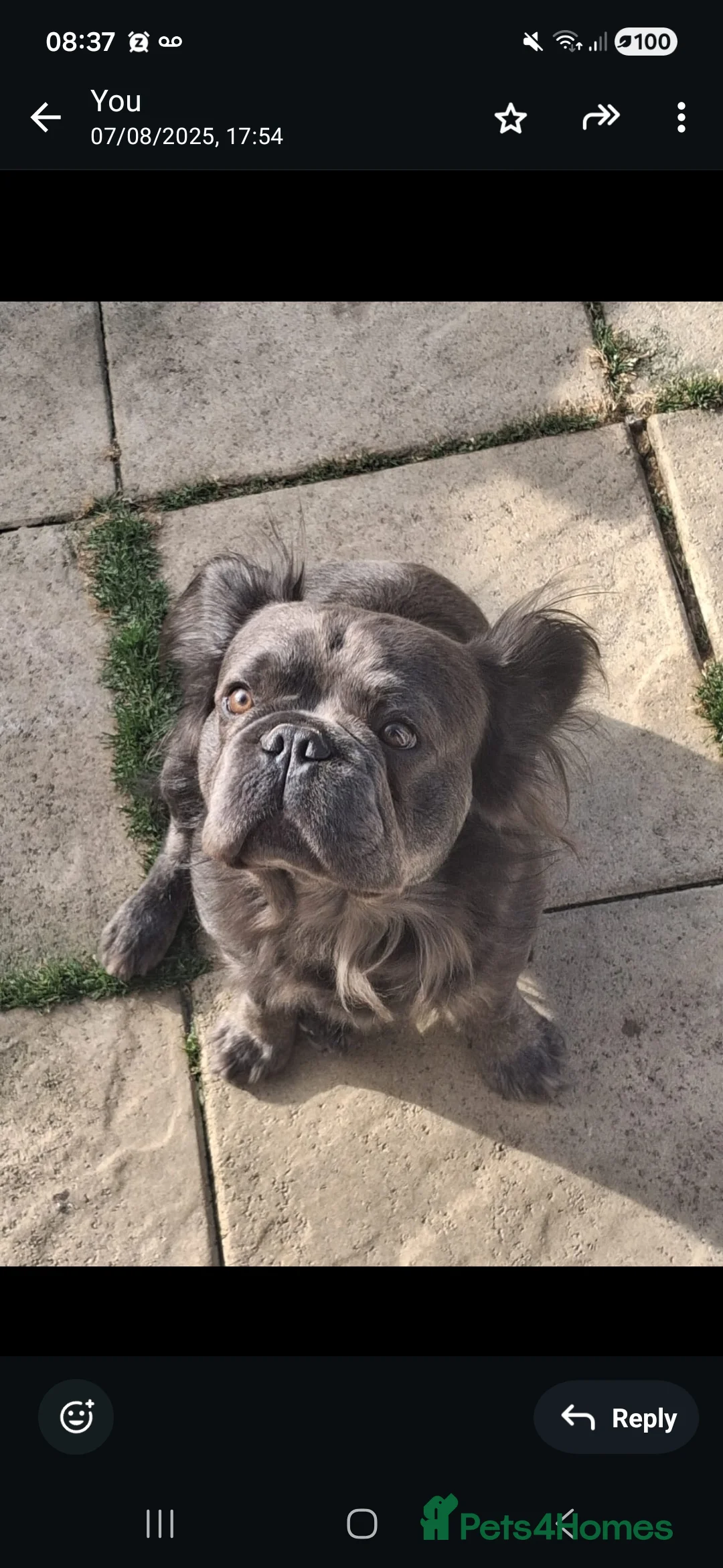 French Bulldog dogs for stud: SOLID LILAC FULL FLUFFY FRENCH BULLDOG - Advert 2