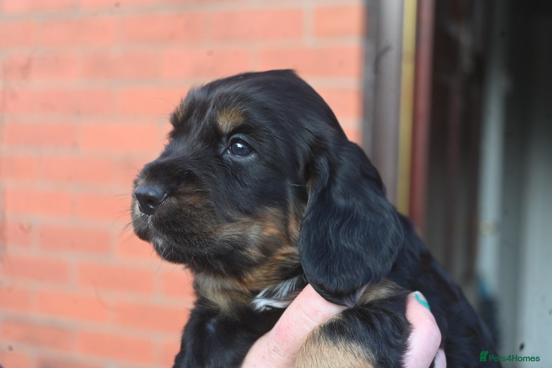 Cocker Spaniel dogs for sale: Cocker Spaniel puppies - Image 9