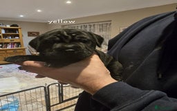 Mixed Breed dogs for sale: 6 shar poo puppys - Advert 3
