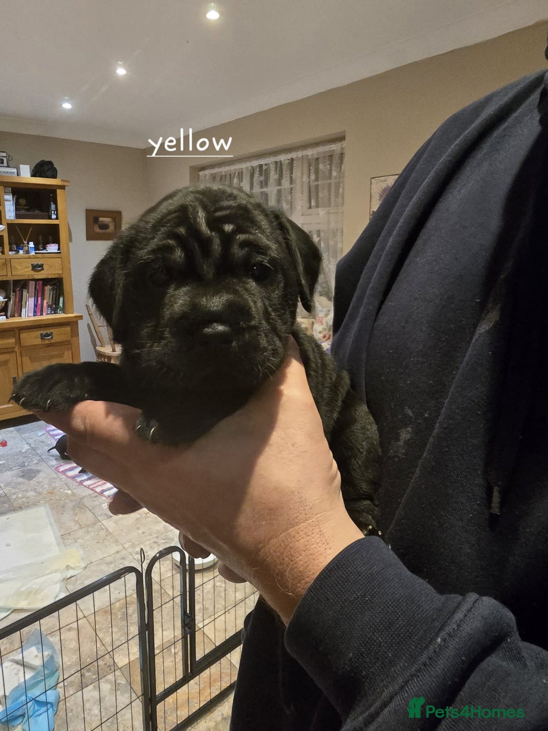 Mixed Breed dogs for sale: 6 shar poo puppys - Advert 3