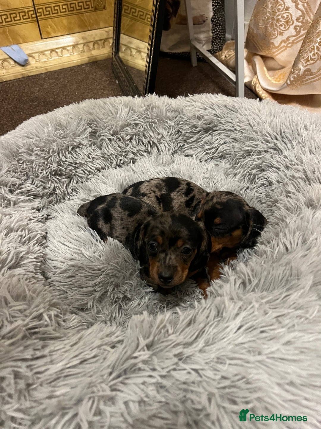 Miniature Dachshund dogs for sale: gorgeous dachshund puppy(1girl left)🐶🐾  - Advert 13