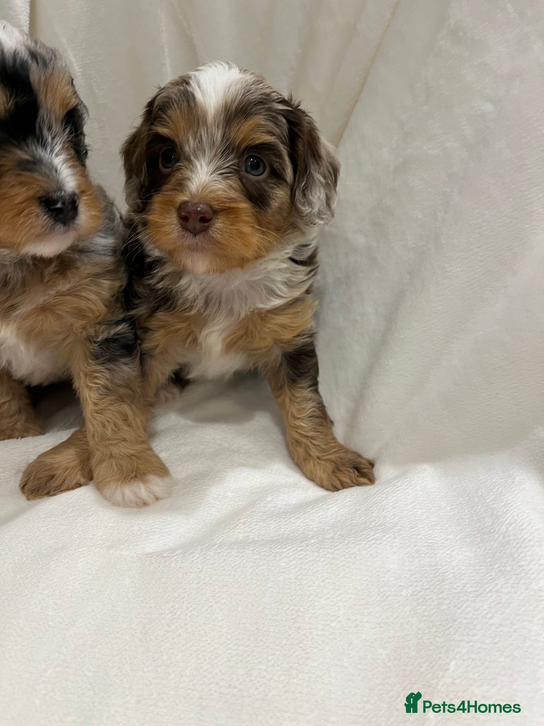 Cavapoo dogs for sale: Rare extensively health tested chocolate cavapoos - Advert 21