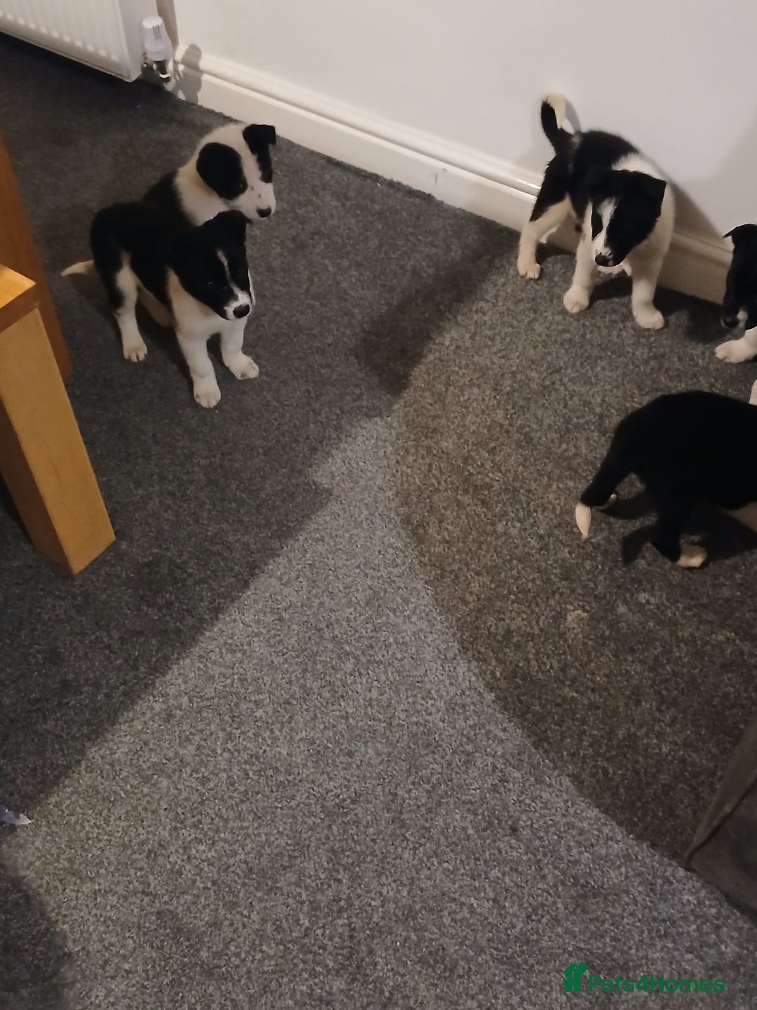 Border Collie dogs for sale: Border collie poppies  - Advert 13