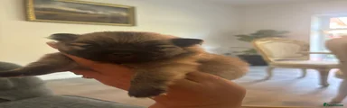 Pomeranian 4