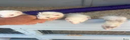 Ferret rodents for sale: Mirco ferrets  - Advert 6