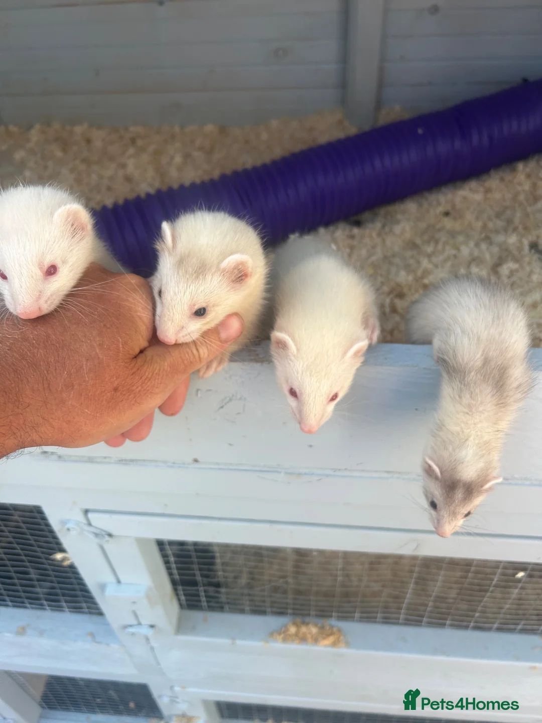 Ferret rodents for sale: Mirco ferrets  - Advert 6