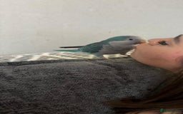 Parakeets birds for sale: Quaker Parrot  - Image 3