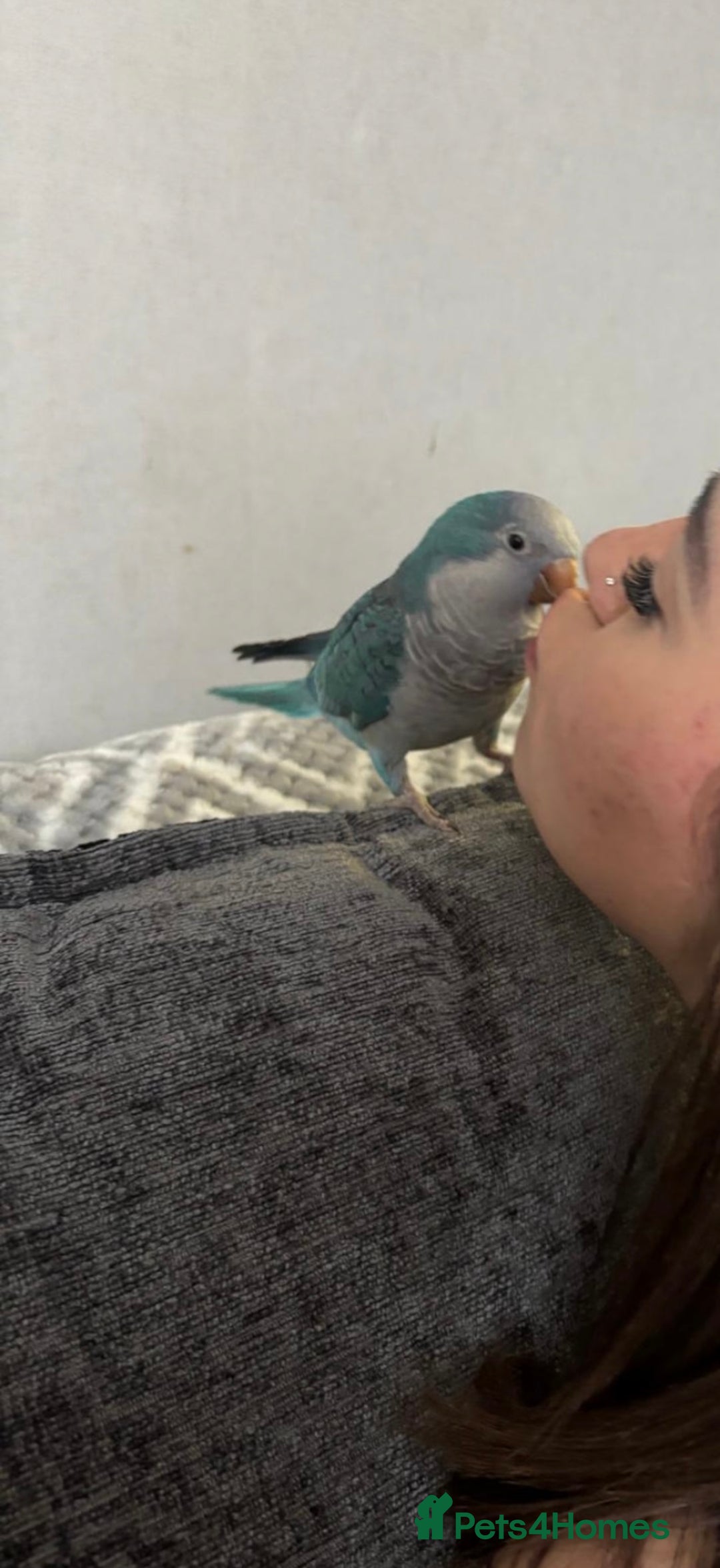 Parakeets birds for sale: Quaker Parrot  - Image 3