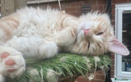 Kurilian Bobtail cats for sale: Cute purebreed Kurilian bobtail kitten available  - Image 5