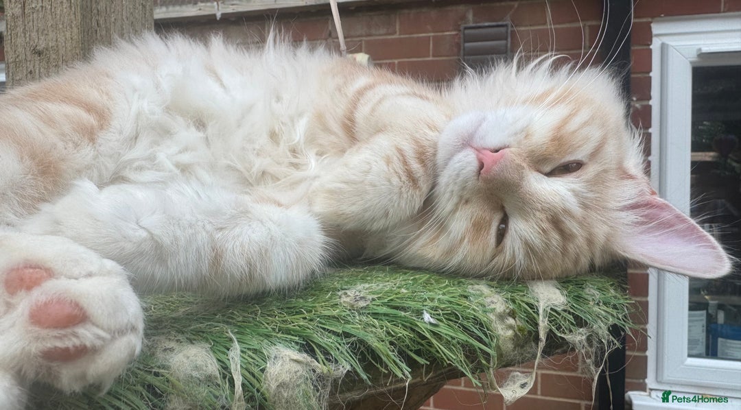 Kurilian Bobtail cats for sale: Cute purebreed Kurilian bobtail kitten available  - Image 5
