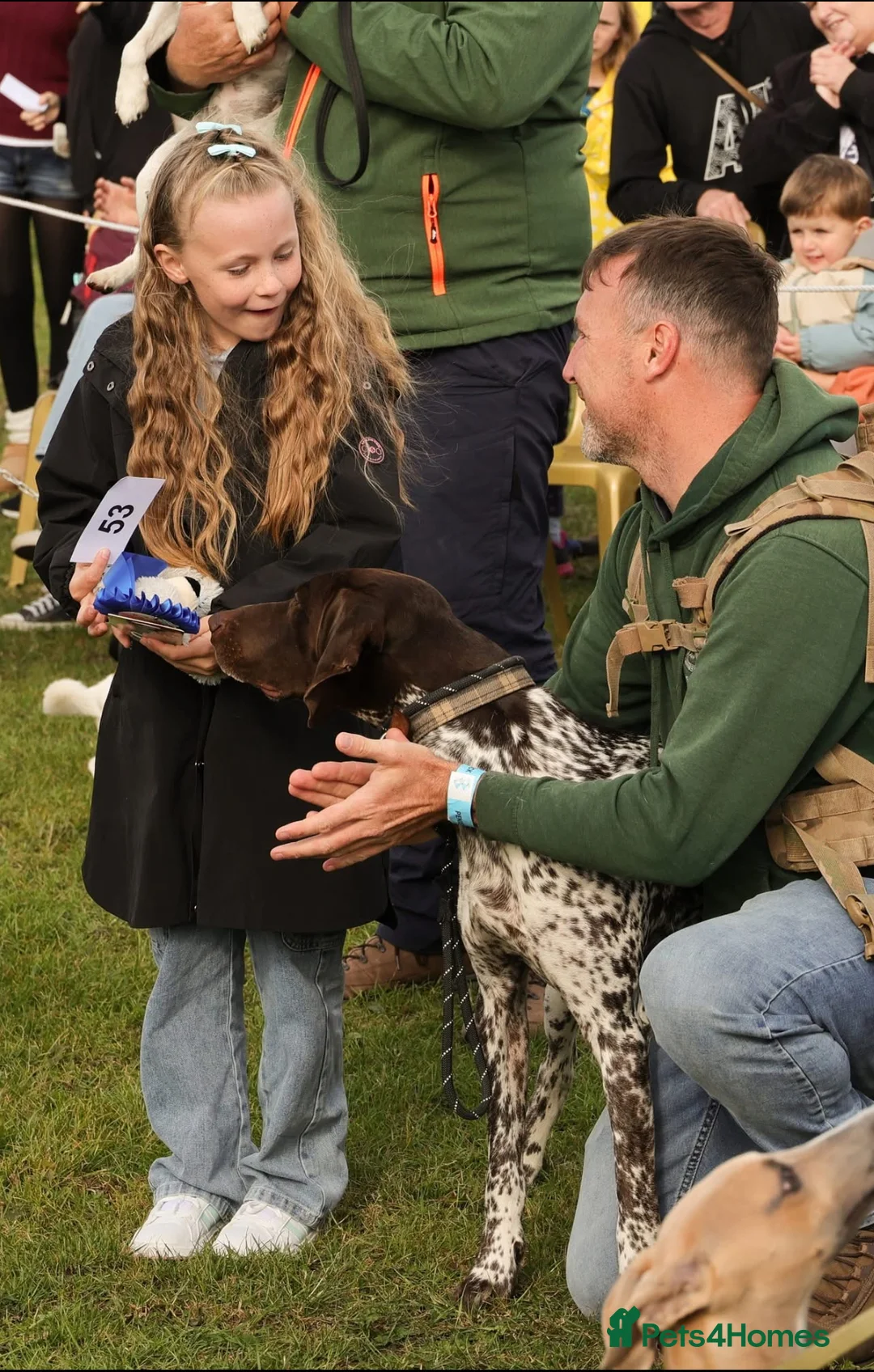 German Shorthaired Pointer dogs for stud: GSP for Stud - Advert 2